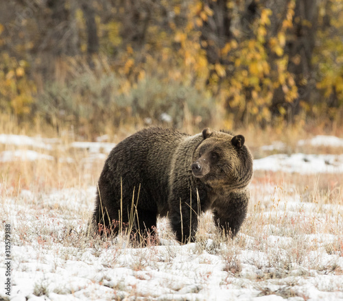 GRIZZLY BEAR IN SAGEBRUSH MEADOW STOCK IMAGE