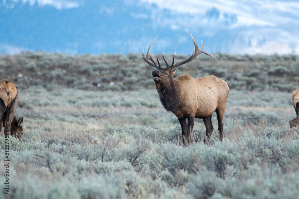 BULL ELK DURING RUT IN SAGEBRUSH STOCK IMAGE BULL ELK DURING RUT IN SAGEBRUSH STOCK IMAGE