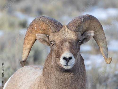 BIGHORN SHEEP IN MEADOW STOCK IMAGE