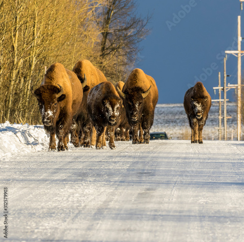 BISON IN SAGEBRUSH MEADOW STOCK IMAGE photo