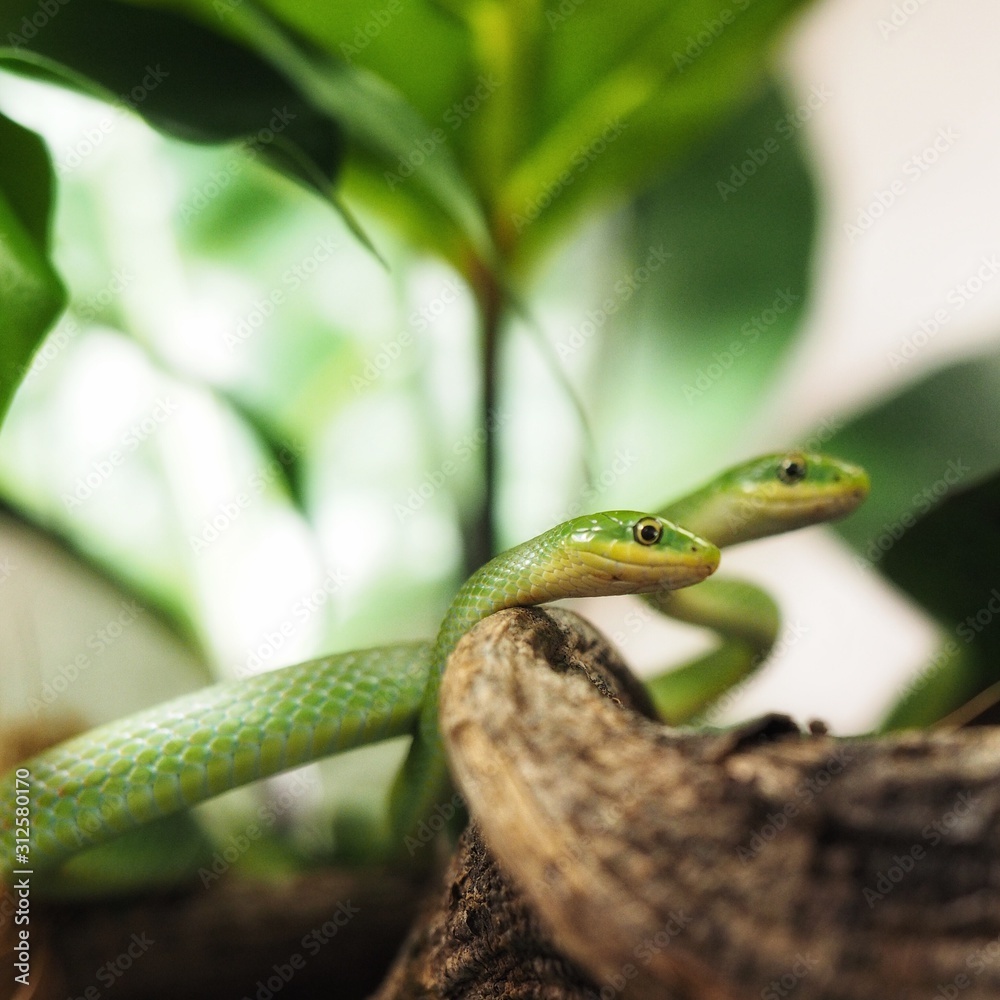 green snake green snake