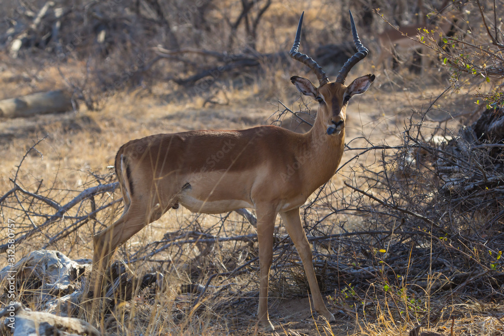 Impala watching in Krueger National Park Impala watching in Krueger National Park