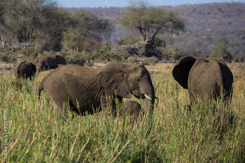 Photography African elephants grazing in Krueger National Park