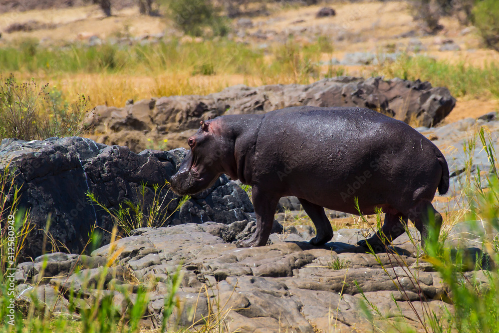 Hippo heading to river in Krueger National Park Hippo heading to river in Krueger National Park