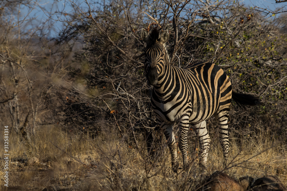 Obraz premium Plains zebra in Krueger National Park
