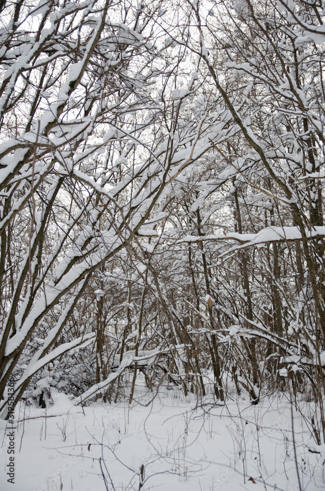 walk through the winter snow-covered forest walk through the winter snow-covered forest