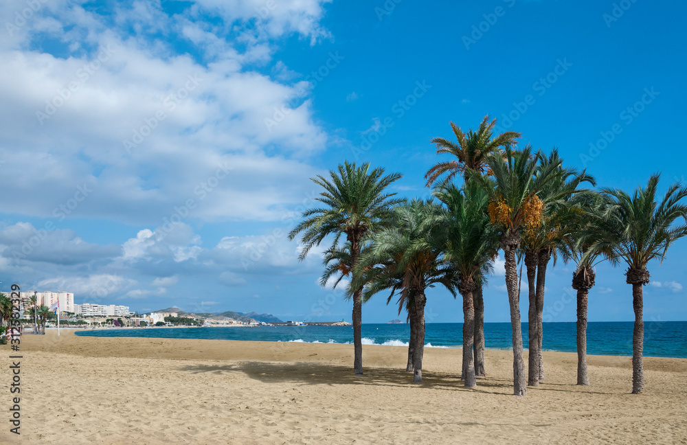 Group of coconut palms on a sandy beach of spanish coastline.