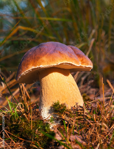Close up of one big brown mushroom in a forest