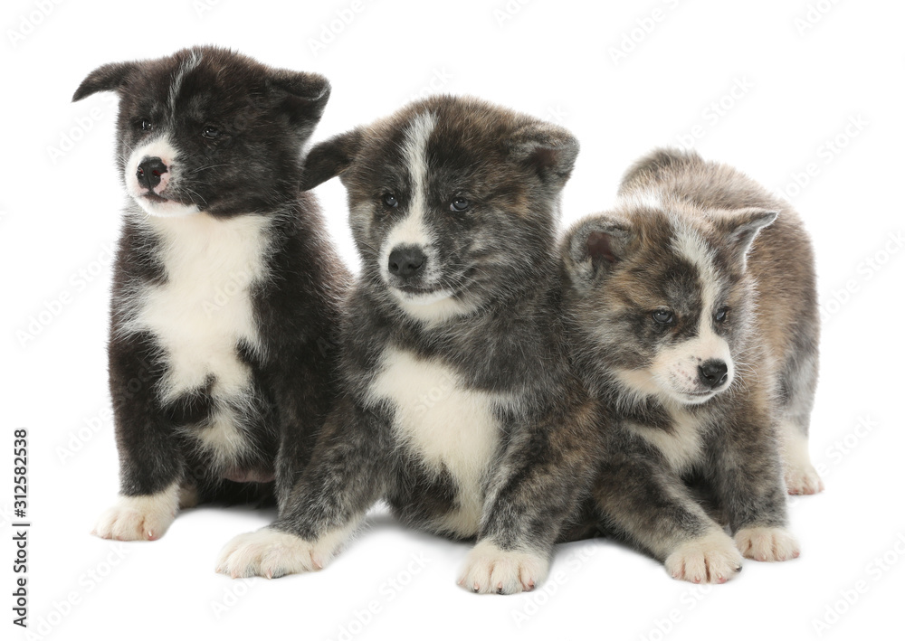 Cute Akita inu puppies on white background. Friendly dogs Cute Akita inu puppies on white background. Friendly dogs