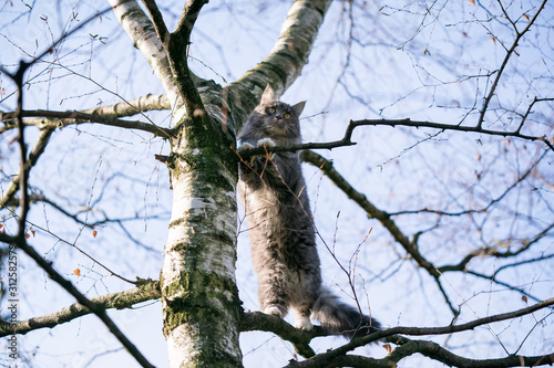 blue tabby white maine coon cat clmbing on birch tree rearing up looking down at camera photo