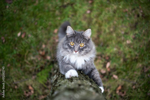 curious blue tabby white maine coon cat climbing up a birch tree outdoors in nature looking at camera
