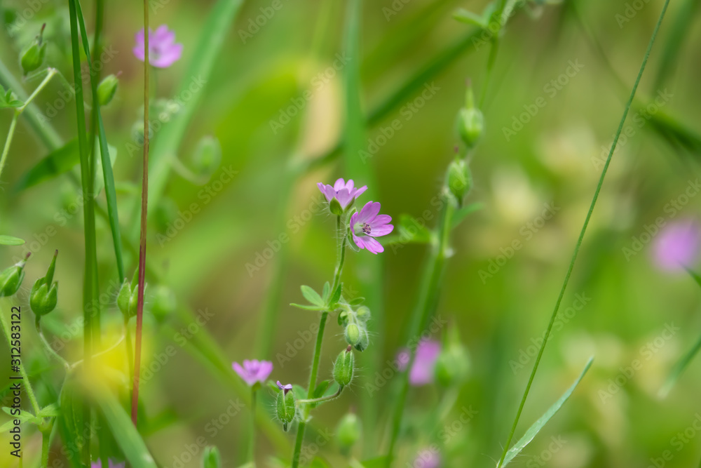 Wild Cranesbill Flowers in Bloom in Springtime Wild Cranesbill Flowers in Bloom in Springtime