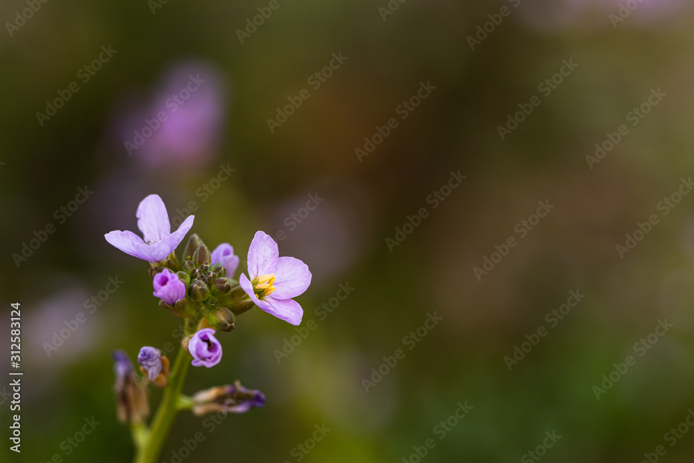 Purple yellow flower close-up. Close-up flower with blurry background suitable for writing on it Purple yellow flower close-up. Close-up flower with blurry background suitable for writing on it