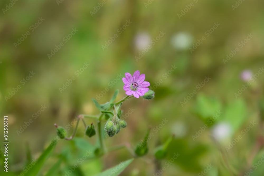 Wild Cranesbill Flowers in Bloom in Springtime Wild Cranesbill Flowers in Bloom in Springtime
