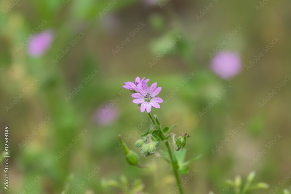Wild Cranesbill Flowers in Bloom in Springtime Wild Cranesbill Flowers in Bloom in Springtime