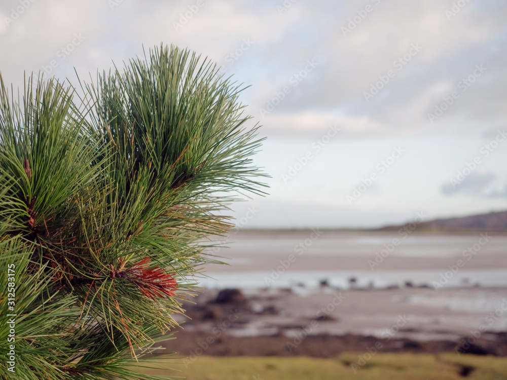 Pine tree brunch in focus, Ocean in the background out of focus, cloudy sky. Nobody. Pine tree brunch in focus, Ocean in the background out of focus, cloudy sky. Nobody.