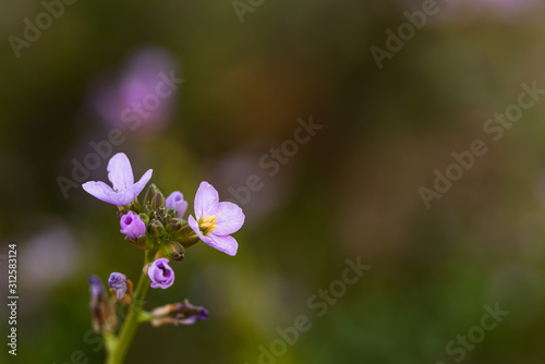 Purple yellow flower close-up. Close-up flower with blurry background suitabl...