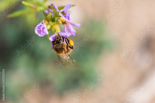 Bee on a flower. Bee close-up. Bee looking for nectar in flower.