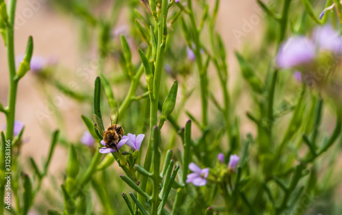 Bee between flowers. Green branches in the foreground. Bee looking for pollen.