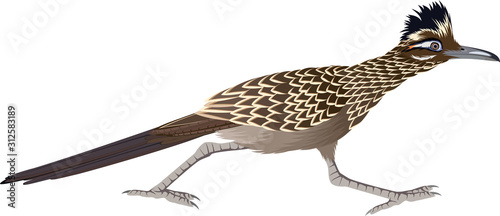 vector cuckoo Greater Roadrunner (Geococcyx californianus) photo