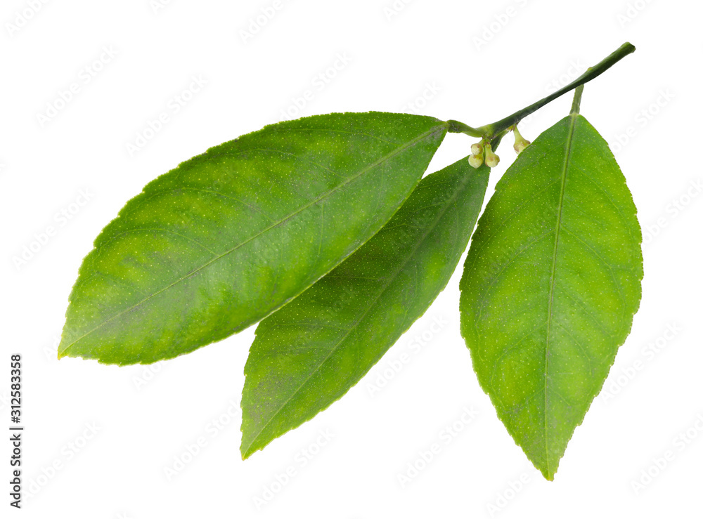 Fresh twig with green citrus leaves isolated on white