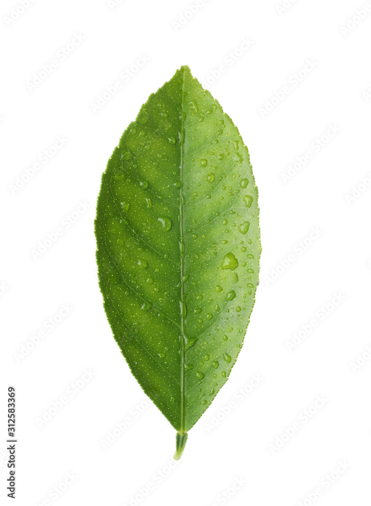 Fototapeta premium Fresh green citrus leaf with water drops isolated on white
