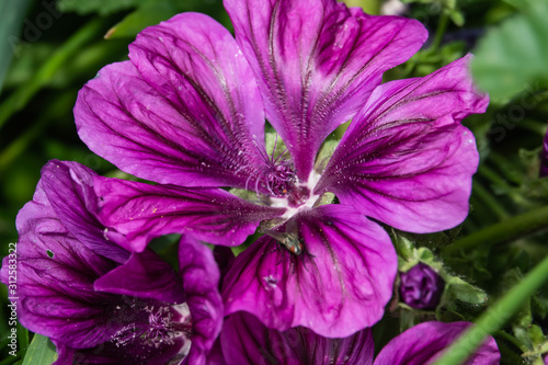 Wild Mallow Flowers in Bloom in Springtime