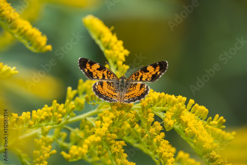 Pearl Crescent Butterfly on Goldenrod Flowers