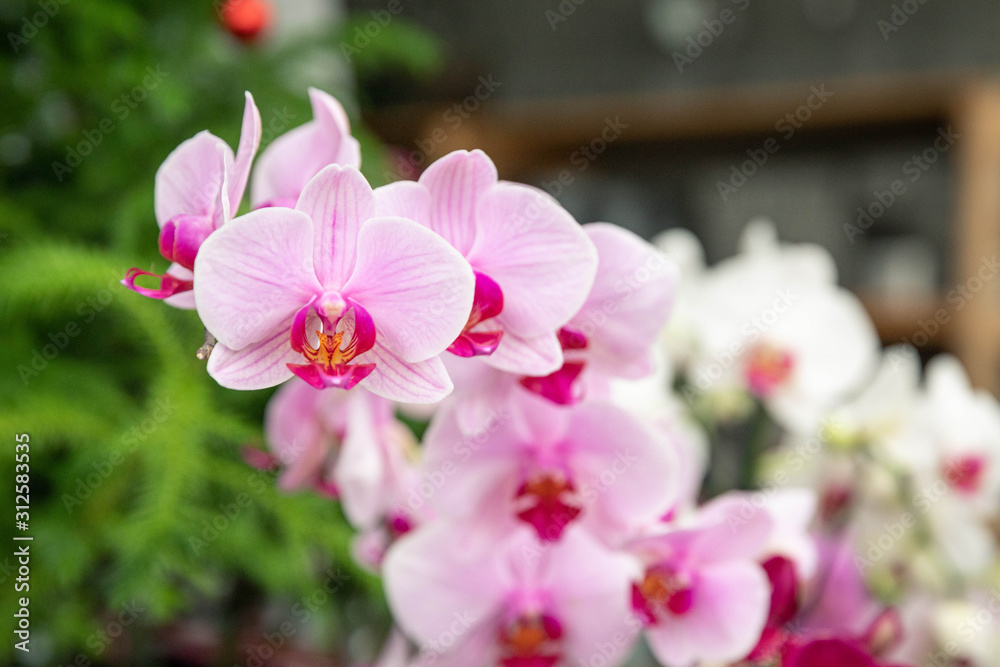 Orchids Orchids