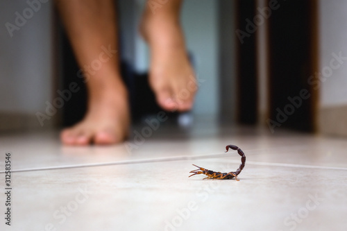 Scorpion indoors near a person. Person walking near a scorpion. Detection concept, brown or yellow scorpion, poisonous sting.