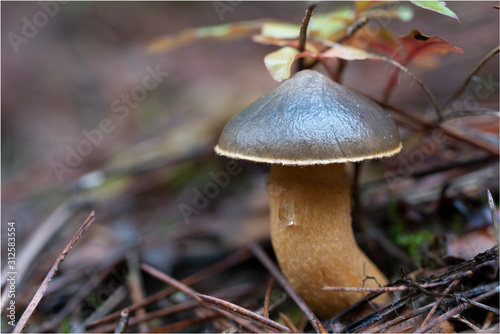 mushroom in the forest