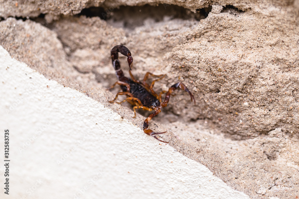 Scorpion on the wall, hidden. Tityus bahiensis, also known as black