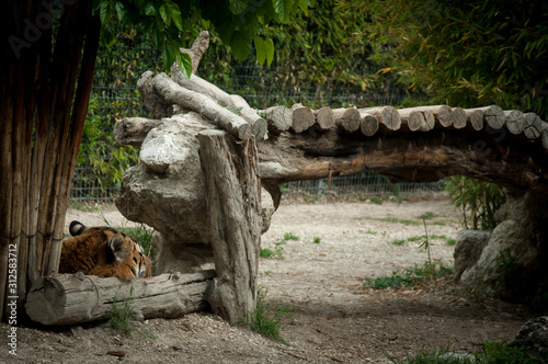 Tigre 
