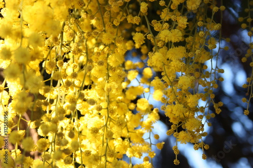 firstfruits of a fragrant yellow mimosa plant that bloomed before spring photo