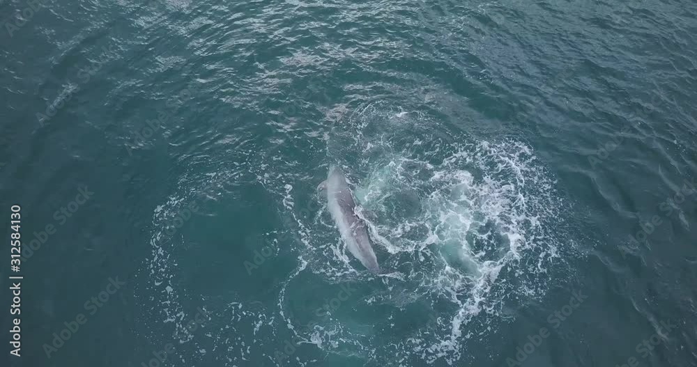 Frisky Bottlenose Dolphins Mating, Port Fitzroy Harbour, AERIAL SHOT