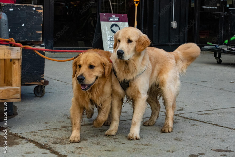 Retrievers playing at ski resort