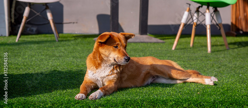A Beautiful Dog is Basking in the sun and alone on the grass