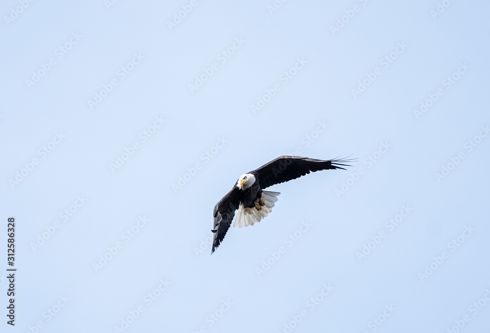 Bald Eagle (Haliaeetus leucocephalus) flying against blue sky background Bald Eagle (Haliaeetus leucocephalus) flying against blue sky background