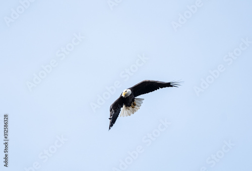 Bald Eagle (Haliaeetus leucocephalus) flying against blue sky background © Lee