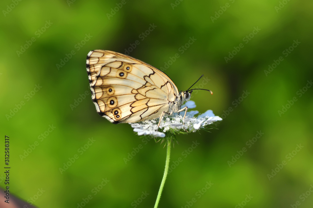 Obraz premium Closeup beautiful butterfly sitting on the flower.