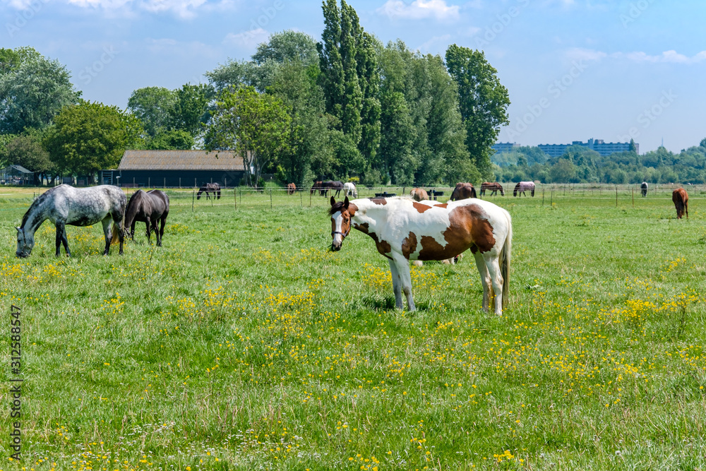Obraz premium Konie stoją na zielonej, trawiastej łące z żółtymi kwiatami w słoneczny dzień, zaledwie kilka kilometrów od Rotterdamu w Holandii