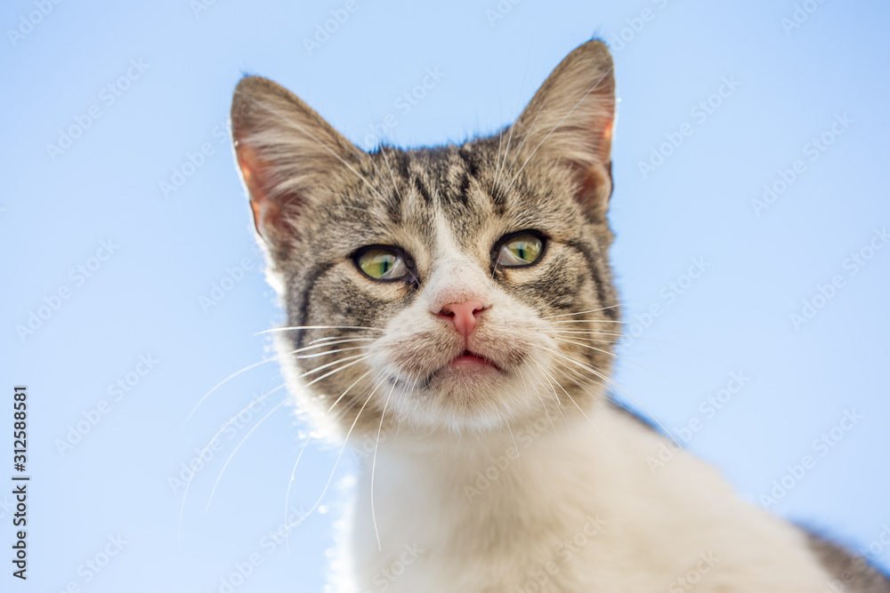 chat chat