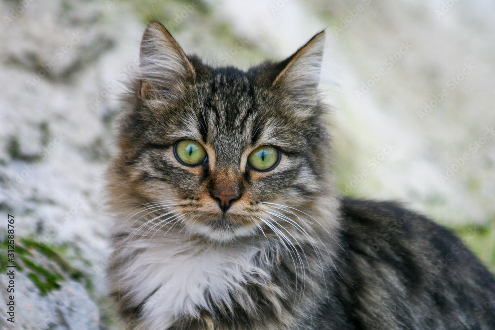 the green-eyed cat and his yesilous gaze the green-eyed cat and his yesilous gaze