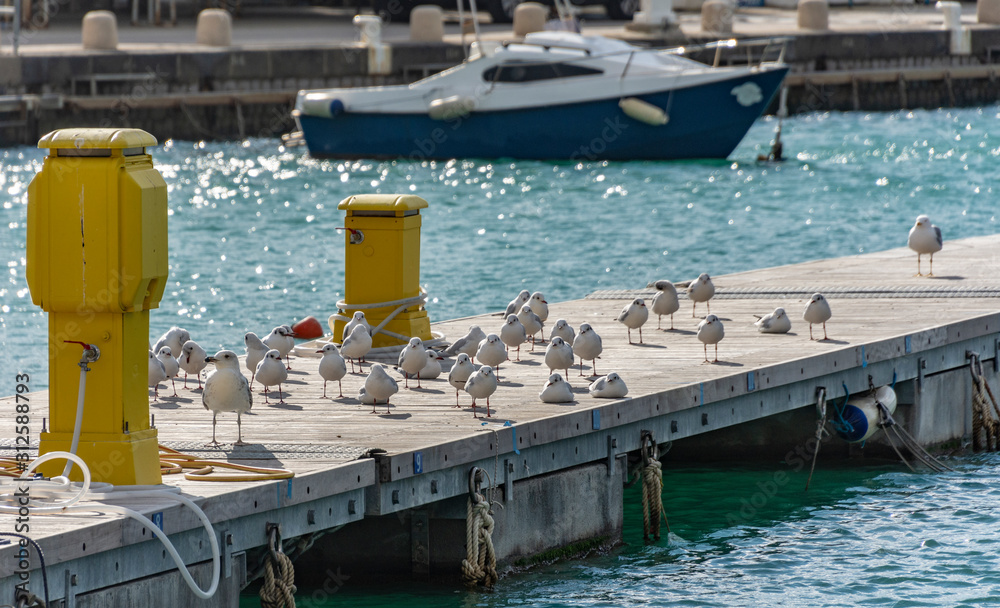 Fototapeta premium Seagulls on the pier