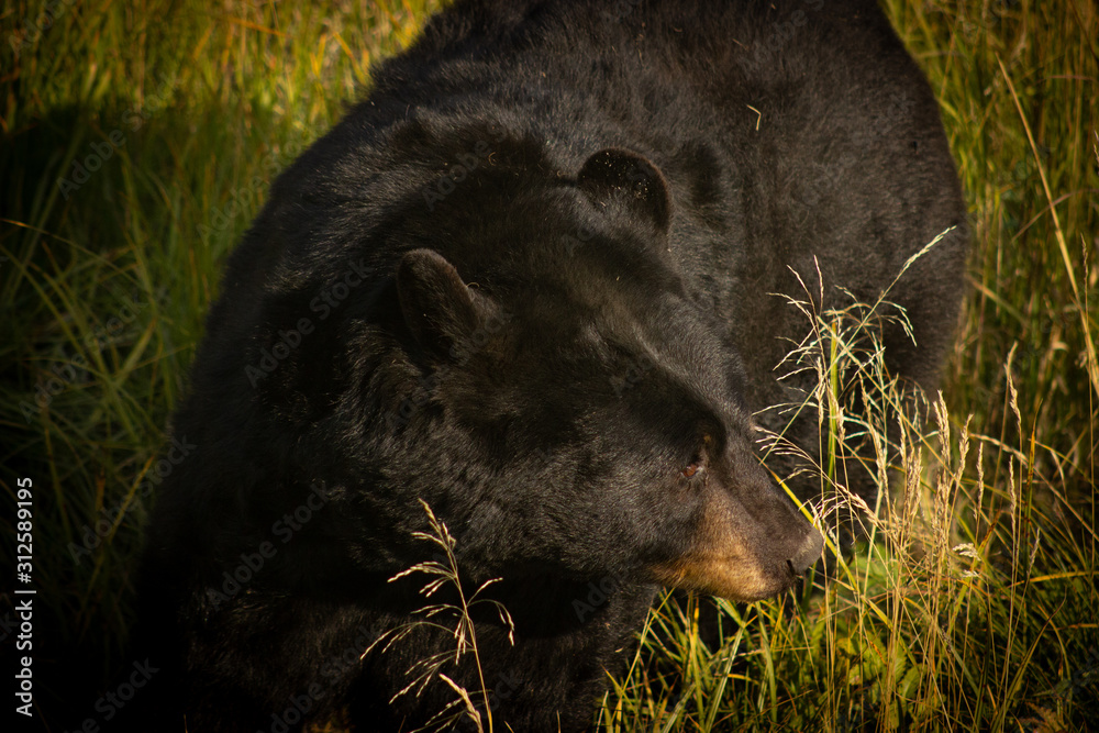 Naklejka premium Bear Glance
