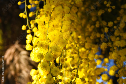 firstfruits of a fragrant yellow mimosa plant that bloomed before spring photo