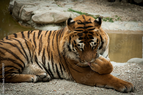 Tigre