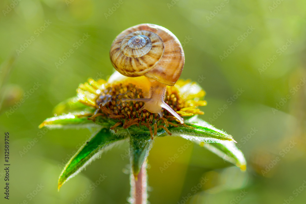 Close up beautiful Snail in the garden Close up beautiful Snail in the garden