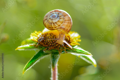 Close up beautiful Snail in the garden