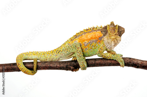 Zwergchamäleon / Transvaal dwarf chameleon (Bradypodion transvaalense) photo